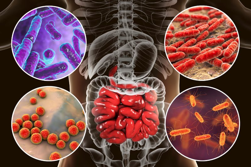 il microbiota favorisce i processi antinfiammatori favorendo la remissione della fase acuta nella colite 