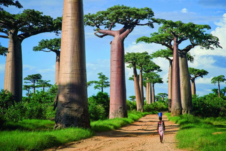baobab e fibre alimentari e valori nutrizionali